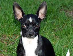 Life Span Of Chihuahua
