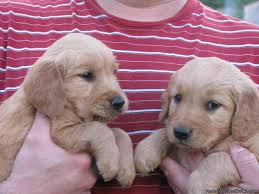 Breeder in tennessee and our passion is only golden retrievers and our goal is to continue to improve the golden retriever golden retriever dogs for sale | golden retriever breeder english crème golden. Golden Retriever Puppies For Sale Price 450 00 For Sale In Chuckey Tennessee Best Pets Online