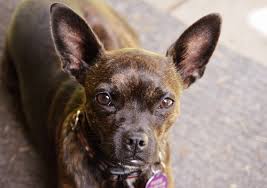 They are a high energy lovable designer dog that will bond with their owner for life. Boston Terrier Rat Terrier Mix Info Pictures Traits Facts