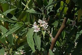 Image result for Indigofera daleoides