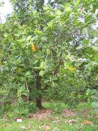 Image result for Artocarpus