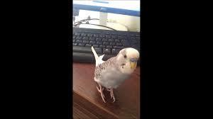 Kufurbaz Muhabbet Kusu Youtube