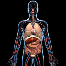 Human Anatomy 3d Model Human Anatomy By Motioncow Diabetes Memes Type 1 Diabetes Human Anatomy