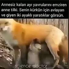Kediler Ve Kopekler Panosundaki Pin