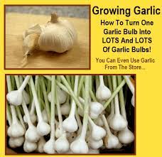 How To Grow Garlic From A 50 Cent Supermarket Garlic Bulb Growing Garlic Garlic Bulb Garlic