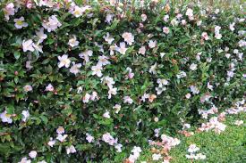 Image Result For Camellia Transnokoensis Hedges Camellia Plant Camellia