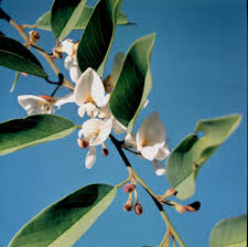 Image result for Baphia massaiensis