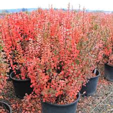 Image result for Berula thunbergii