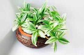 Image result for Tradescantia