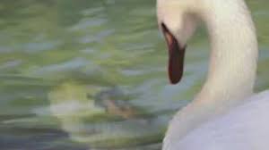 Plural singular past tense present tense verb adjective adverb noun. Duckling 96 Pronunciations Of Duckling In American English