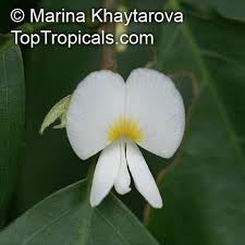Image result for Baphia massaiensis