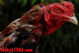 Pin Di Sabung Ayam