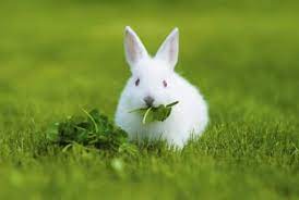 What You Should And Should Not Feed Your Rabbit