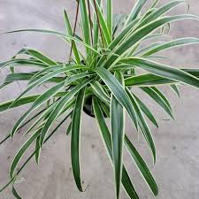 Image result for Chlorophytum bowkeri