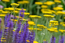 1 X 1 Der Beetgestaltung Gartenzauber Winterharte Stauden Beetgestaltung Pflanzen