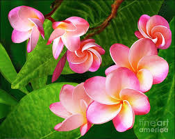 Pin On Plumaria Image References For Art