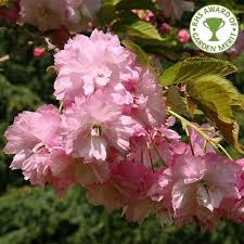 Maybe you would like to learn more about one of these? Pin On Trees I Love