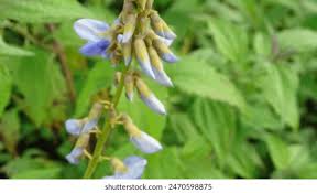 Image result for Pseudovigna