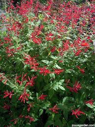 When someone cant stop kissing people, or when someone kisses a lot of people. Pruning Perennial Salvias