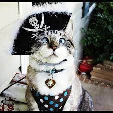 28 Halloween Costumes For Cats That Will Put A Smile On Your Face Cat Halloween Costume Cat Costumes Pirate Cat