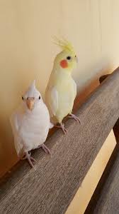 Pin By June Dehart On Cuteness Overload In 2020 Funny Birds Pet Birds Cute Birds