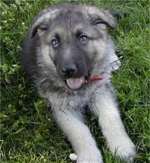 Black And Grey German Shepherd Puppy A Small Black With Grey King Shepherd Puppy Is Laying In Grass And Looking Up And To The Left Its Mouth Is Open Shepherd Dog Breeds King Shepherd Shepherd Dog