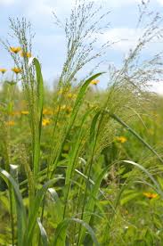 Image result for Panicum eickii