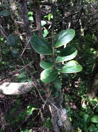 Image result for Dovyalis rotundifolia