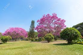 Maybe you would like to learn more about one of these? Two Beautiful Trees With Purple Flowers In India Outdoor Copy Space Stock Photo Picture And Royalty Free Image Image 82993936
