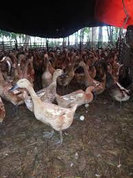Gambar gambar tangan berdarah terlihat keren gratis. Memperpanjang Masa Bertelur Itik Pintar Beternak Bebek