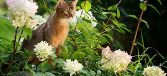 We did not find results for: How To Actually Stop Cats From Fouling In Your Garden For Good