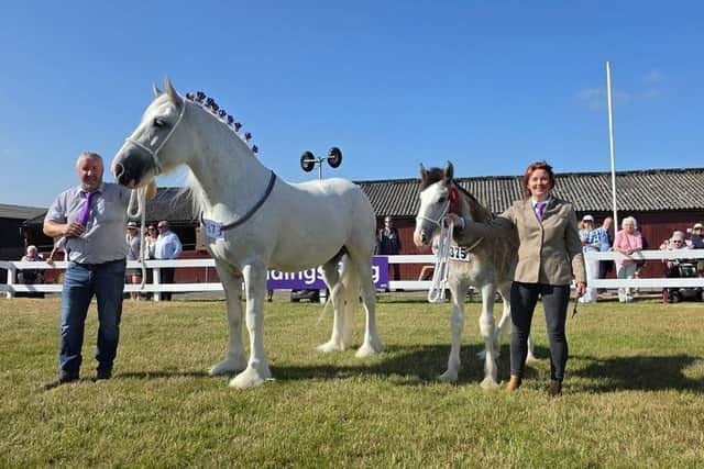 Cannon Hall Farm: Yorkshire farm's shire foal Captain 'stole the show' at the region's biggest agricultural event after winning red rosette