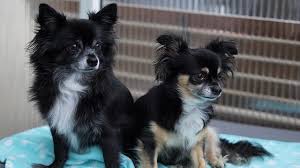You can find a deer head chihuahua long hair as easily as a short haired deer head. Apple Head Chihuahua Care Information And Other Facts