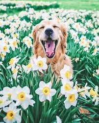 Pin On Pet Obsessed