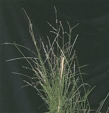 Image result for Digitaria procurrens