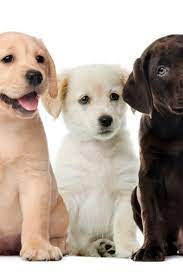 Labrador retrievers have been america's favorite dog breed for25 years running. 900 Labrador Retriever Ideas In 2021 Labrador Retriever Labrador Retriever