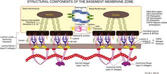 The basement membrane sits between epithelial tissues including mesothelium and endothelium, and the underlying connective tissue. Vesiculobullous Disorders Plastic Surgery Key