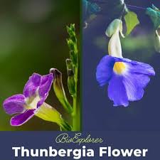 Image result for Thunbergianthus