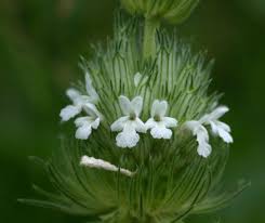 Image result for Acrotome inflata