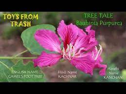 Number of camel thorn trees in south africa is drastically reduced due to overexploitation in the past. Tree Tale Bauhinia Purpurea Hindi Youtube