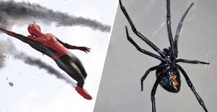 Mention the black widow spider and you'll likely be greeted with a few frantic glances and exclamations of what?! Three Boys Let Venomous Black Widow Spider Bite Them To Become Spider Man