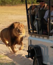 Image result for cecil lion