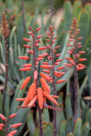 Grow gorgeous succulents indoors and out with our tips! Aloe Plant In Bloom Spectacular Tall Bright Orange Tubular Flower Stock Photo Picture And Royalty Free Image Image 135402892