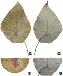 Image result for Macaranga schweinfurthii