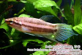Betta Balunga Seriously Fish