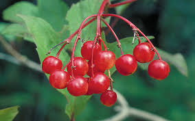 Whether they're edible or not, red berries tend to put people in a cheerful mood. Bountiful Berries July August 2019 Minnesota Conservation Volunteer Minnesota Dnr