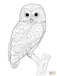 Northern Spotted Owl Coloring Page Free Printable Coloring Pages Owl Coloring Pages Animal Coloring Pages Detailed Coloring Pages