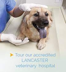 Maybe you would like to learn more about one of these? Humane Veterinary Hospitals Of America For Pets Not For Profit