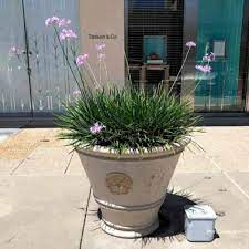 I was going to plant it just for it's lovely flowers, but then saw it in the herbs section at a shop. Society Garlic How To Grow And Care For Tulbaghia Violacea
