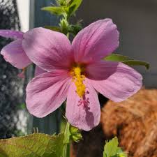 Image result for Kosteletzkya grantii